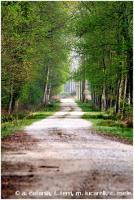 Parco S.Rossore